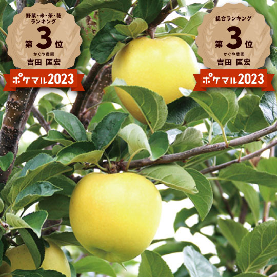 【甘酸っぱいりんご】青森県産「樹上完熟葉とらずシナノゴールド」