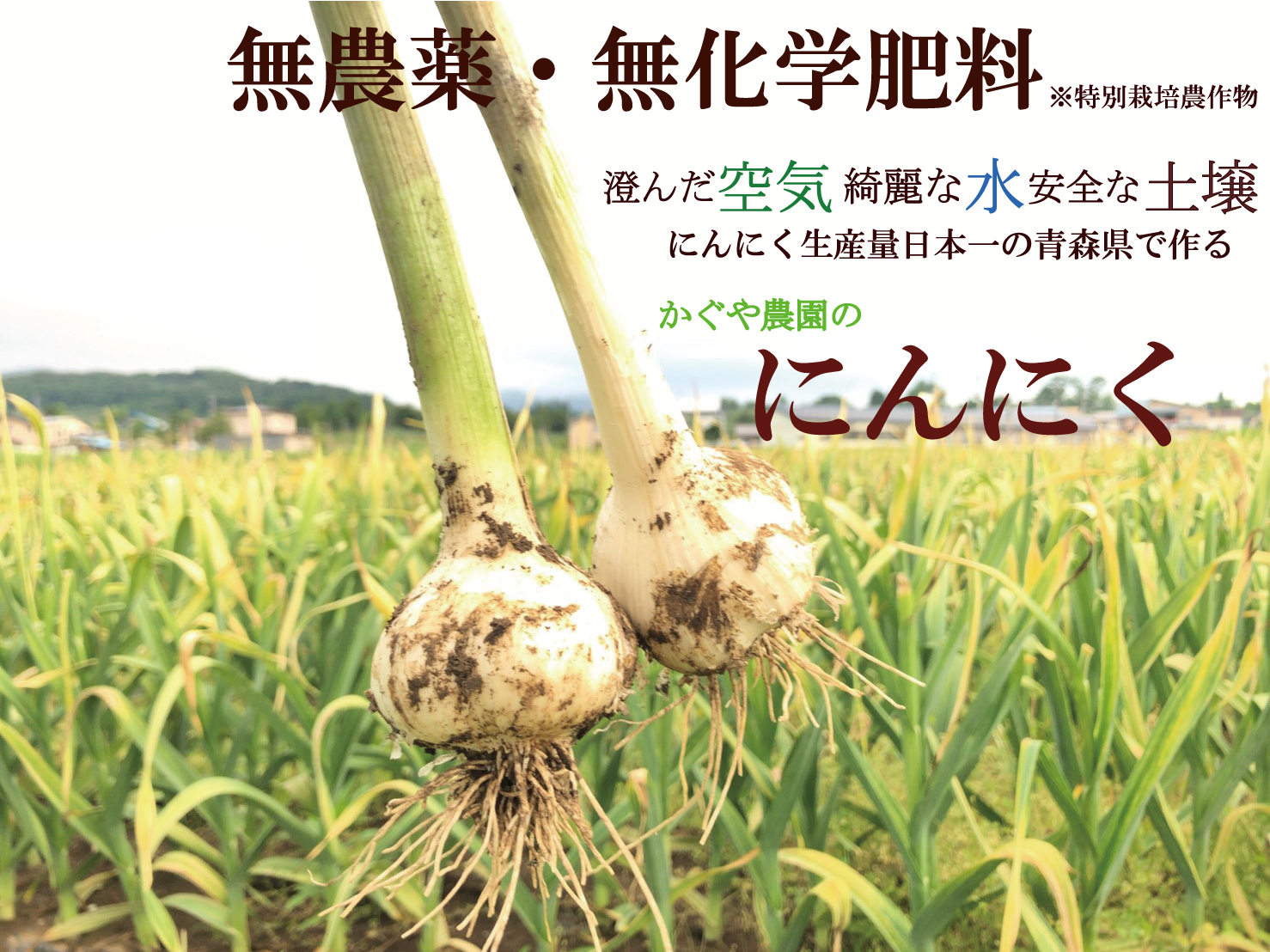 無農薬・無化学肥料